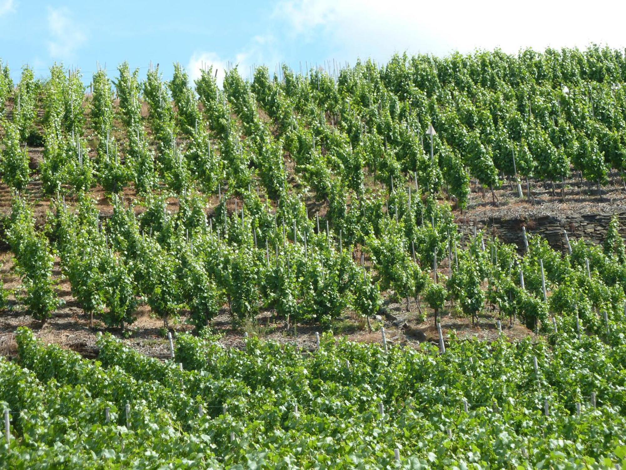 Relaxen Im Weindorf Mayschoss Fewo 4 Extérieur photo